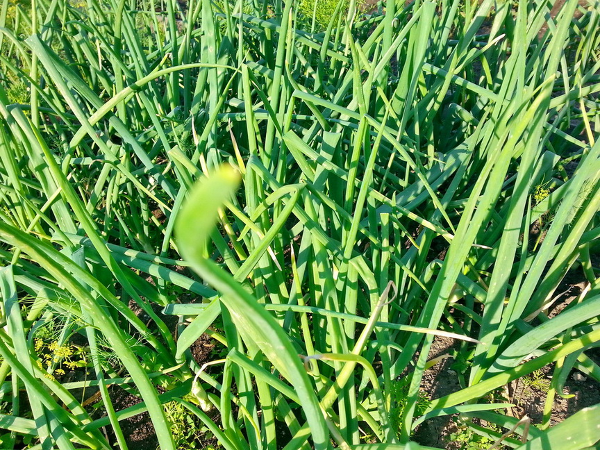 луковый беспредел)))))