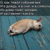 Собачья жизнь...