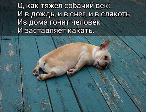 Собачья жизнь...