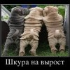 Шкура на вырост