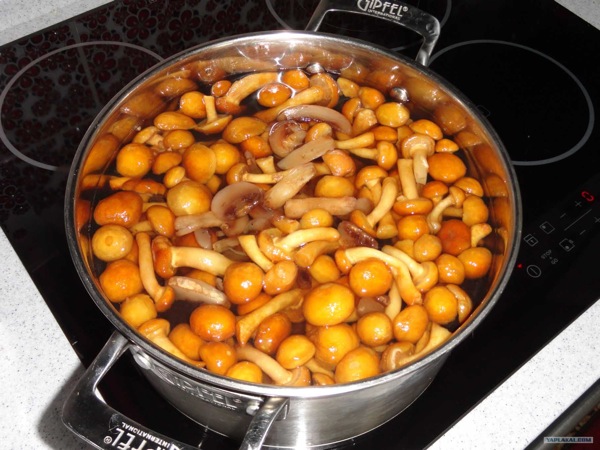 Грибочке))))))