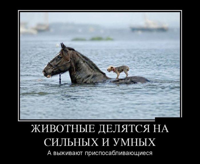 Сильные,умные,приспосабливаемые
