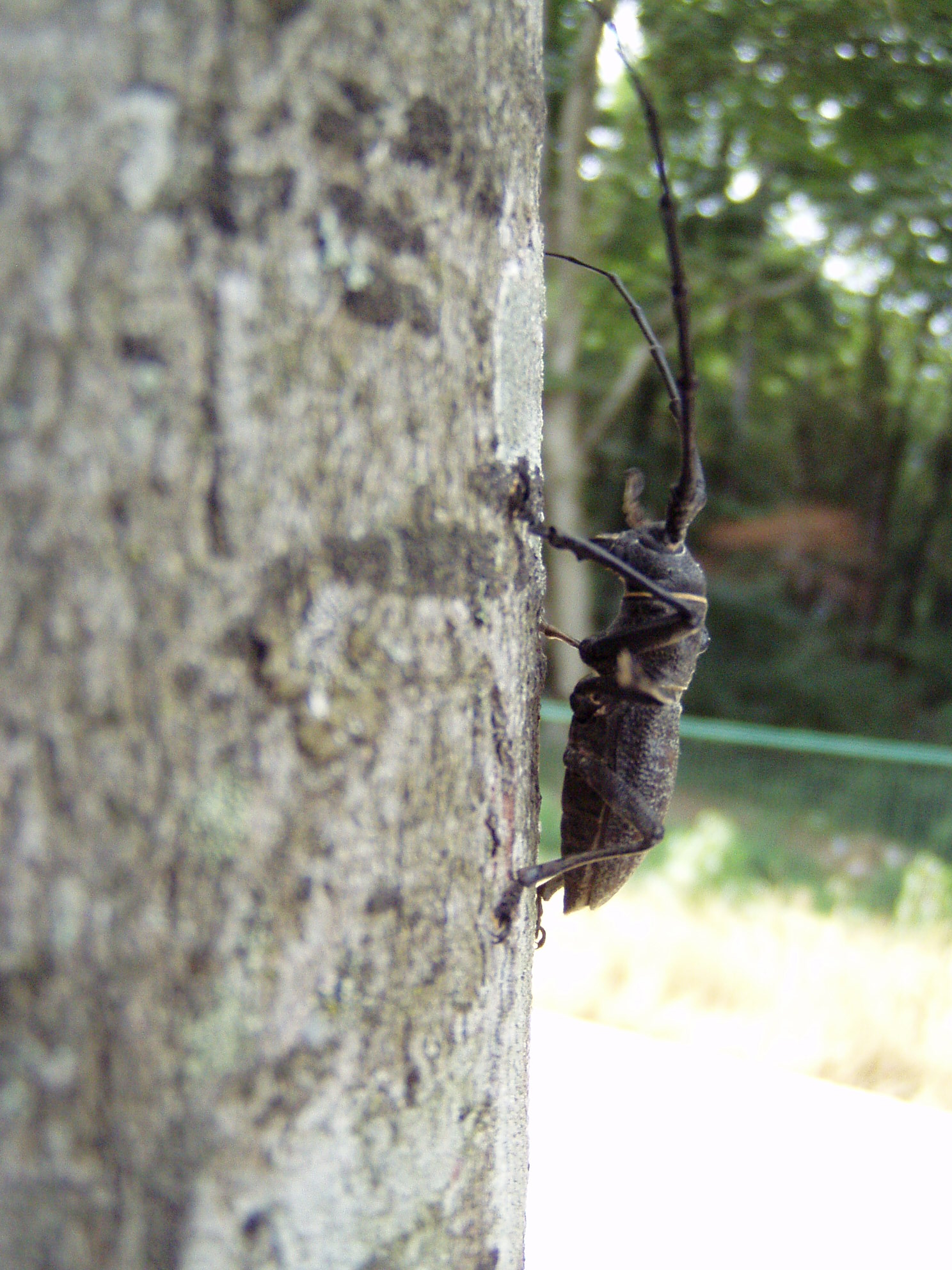 жук "Богатырь"