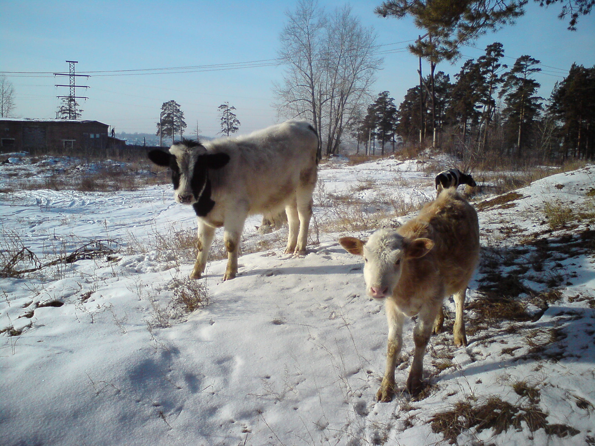 16 ноября. Сибирь. 