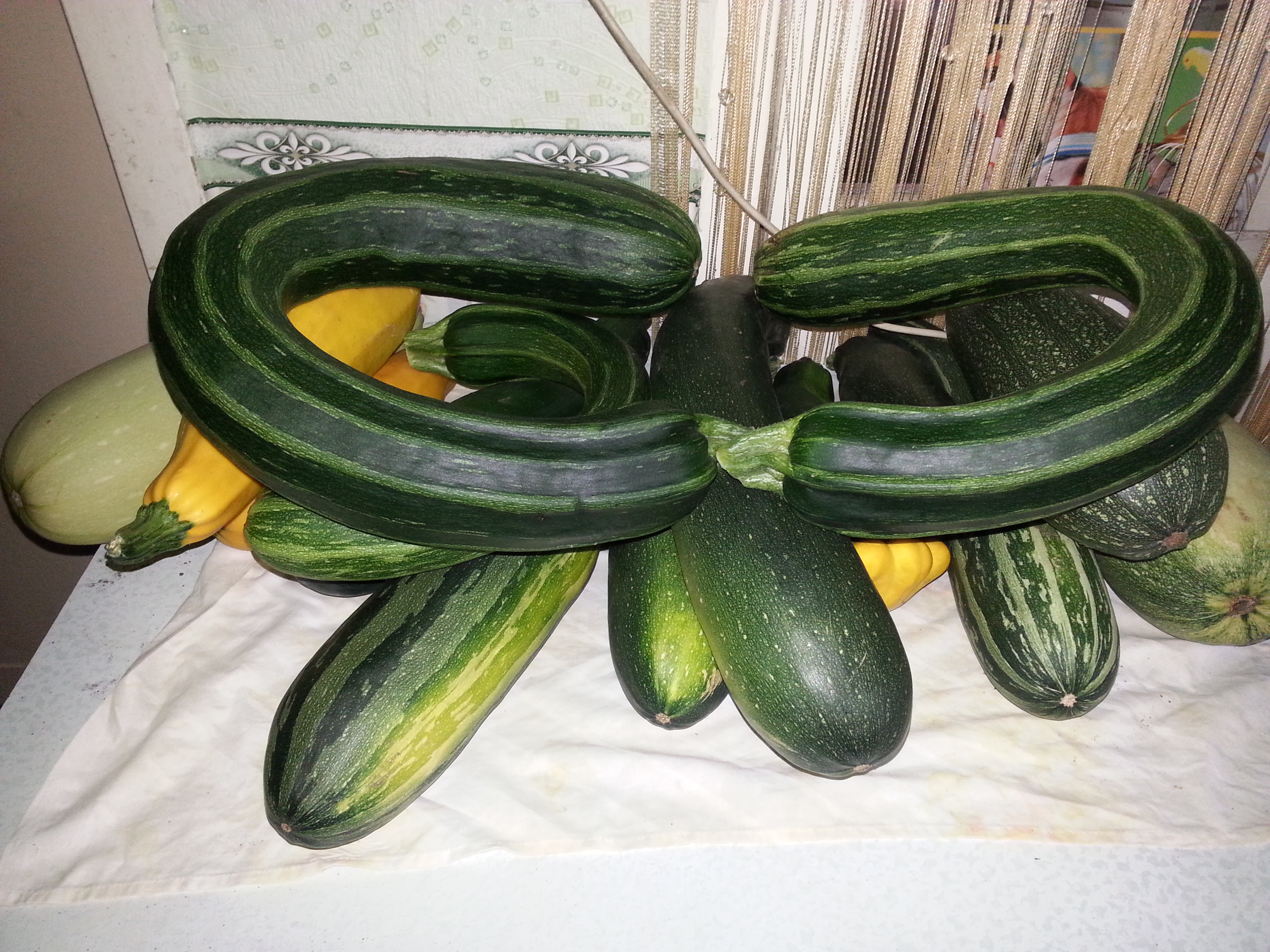 кабачки рулят))))))