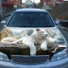 3д аэрография на авто))