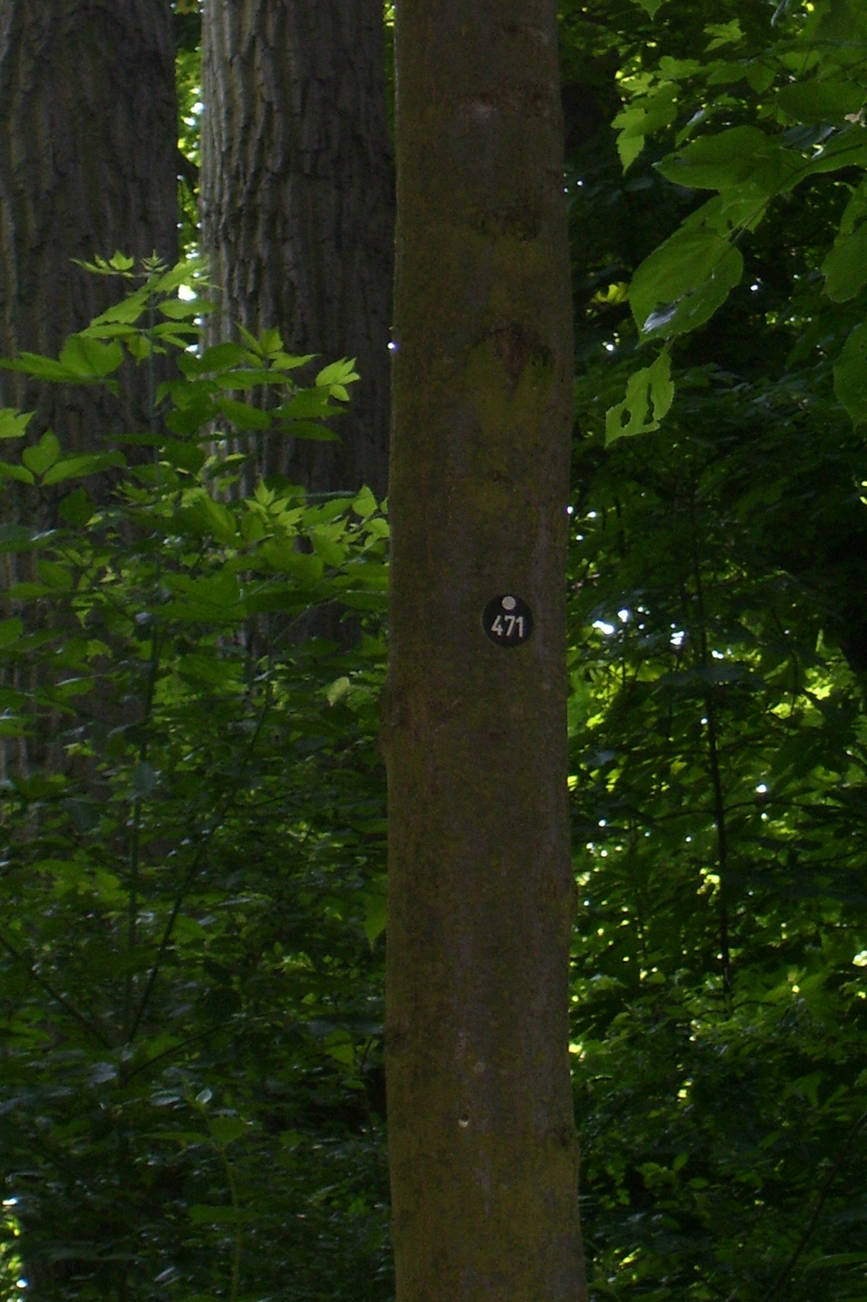 Дерево № 471