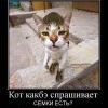 363331 kot-kakbe-sprashivaet 363331 kot-kakbe-sprashivaet