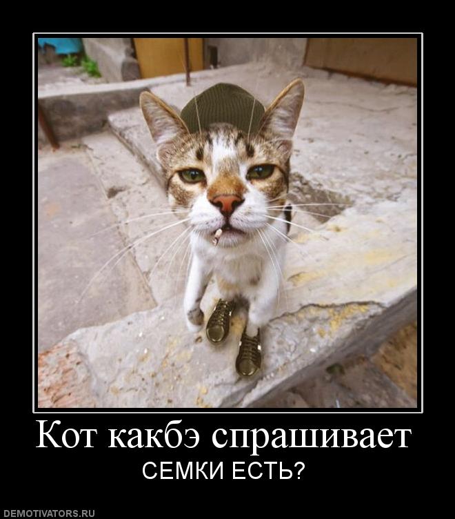 363331 kot-kakbe-sprashivaet