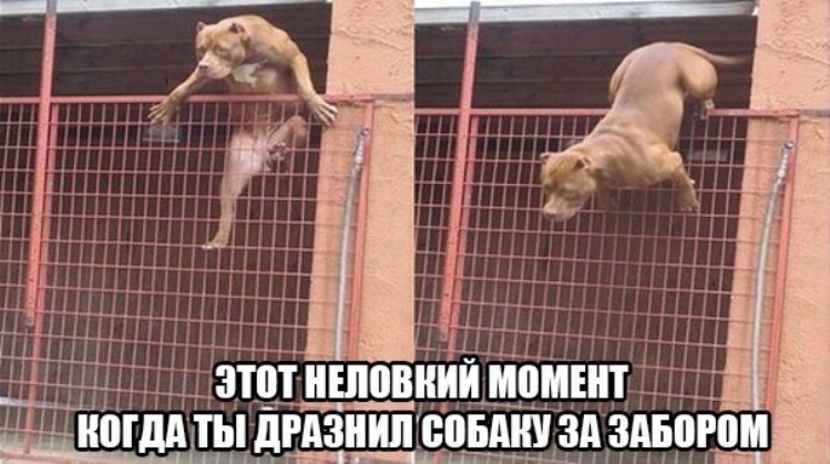 Подразни собаку