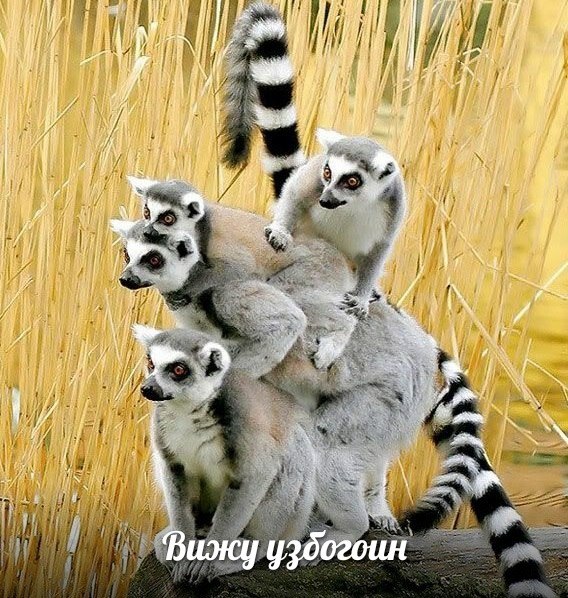 вижу узбагоин)))))