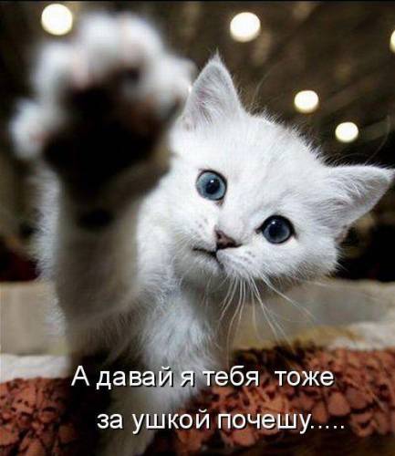 котяшки