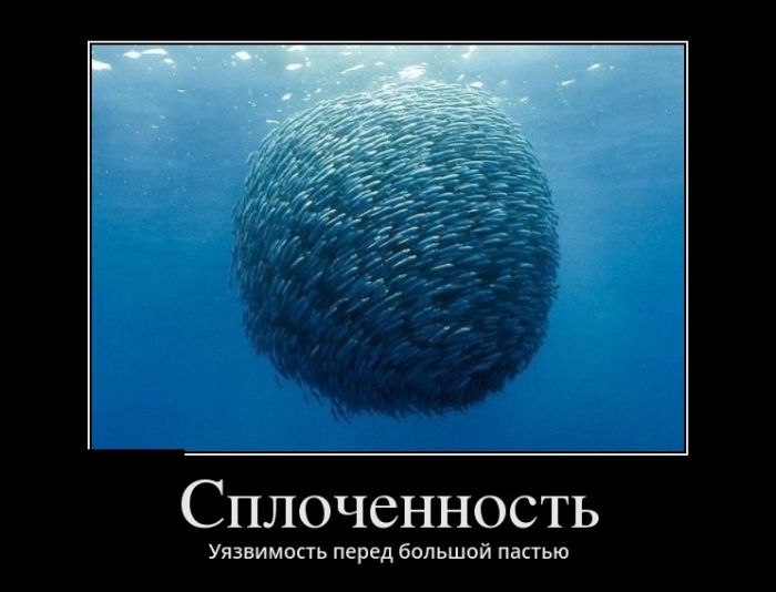 Сплоченность