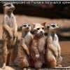 Засланный казачок Засланный казачок