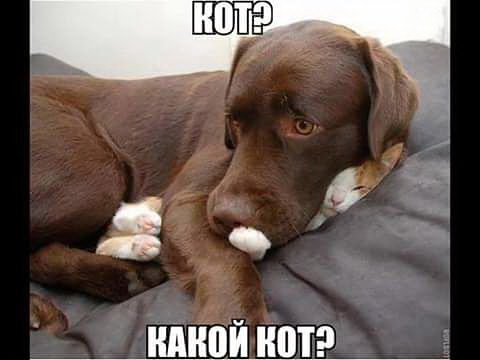 Кот