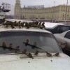 Воробейник Воробейник