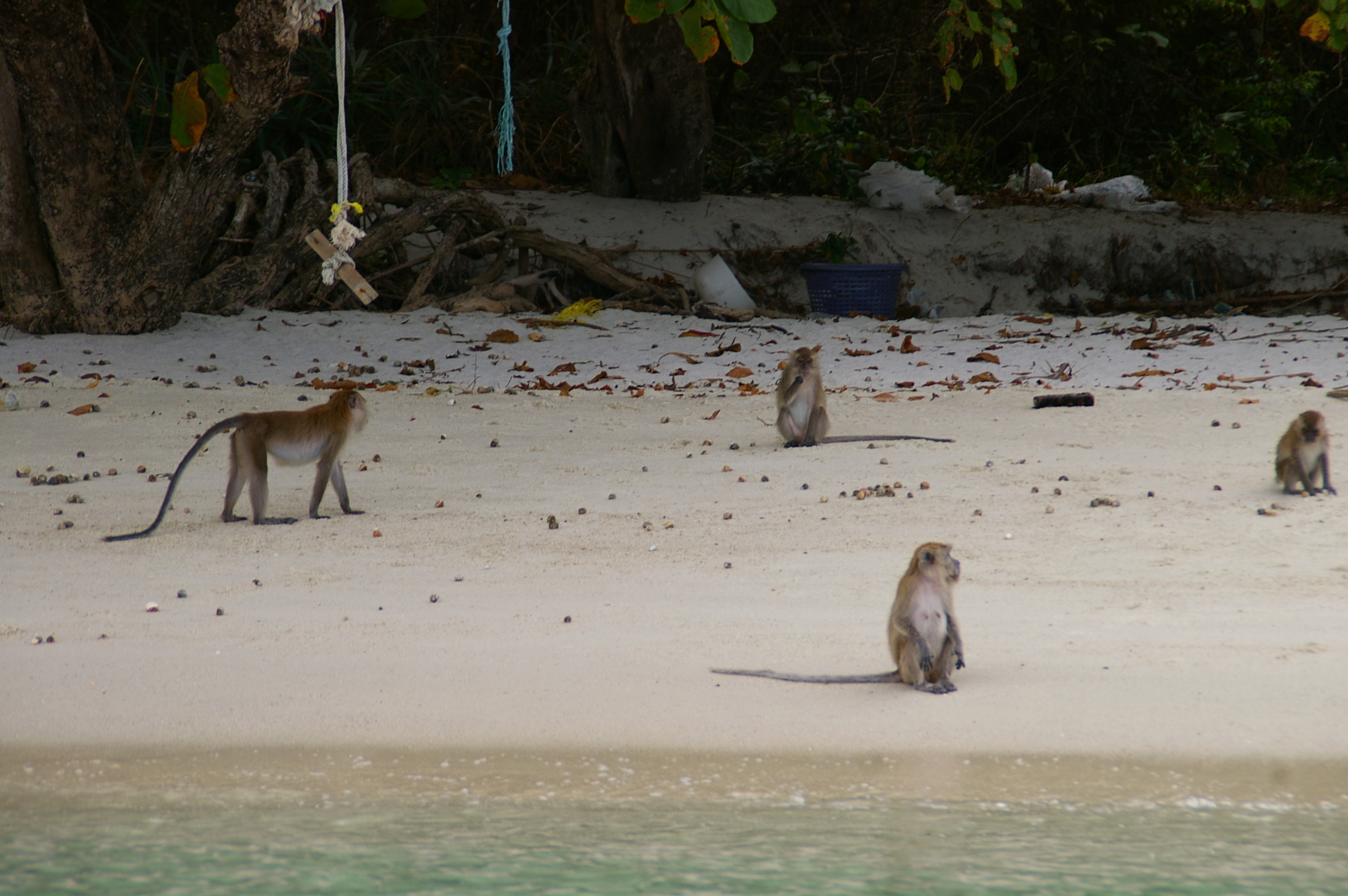 Обезьянки на обеде Обезьянки на обеде