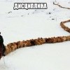 Дисциплина Дисциплина