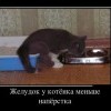 Желудок у котенка