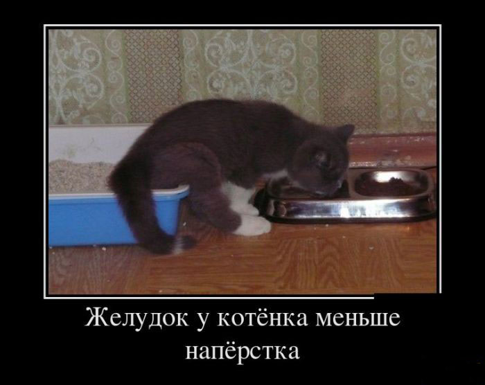 Желудок у котенка