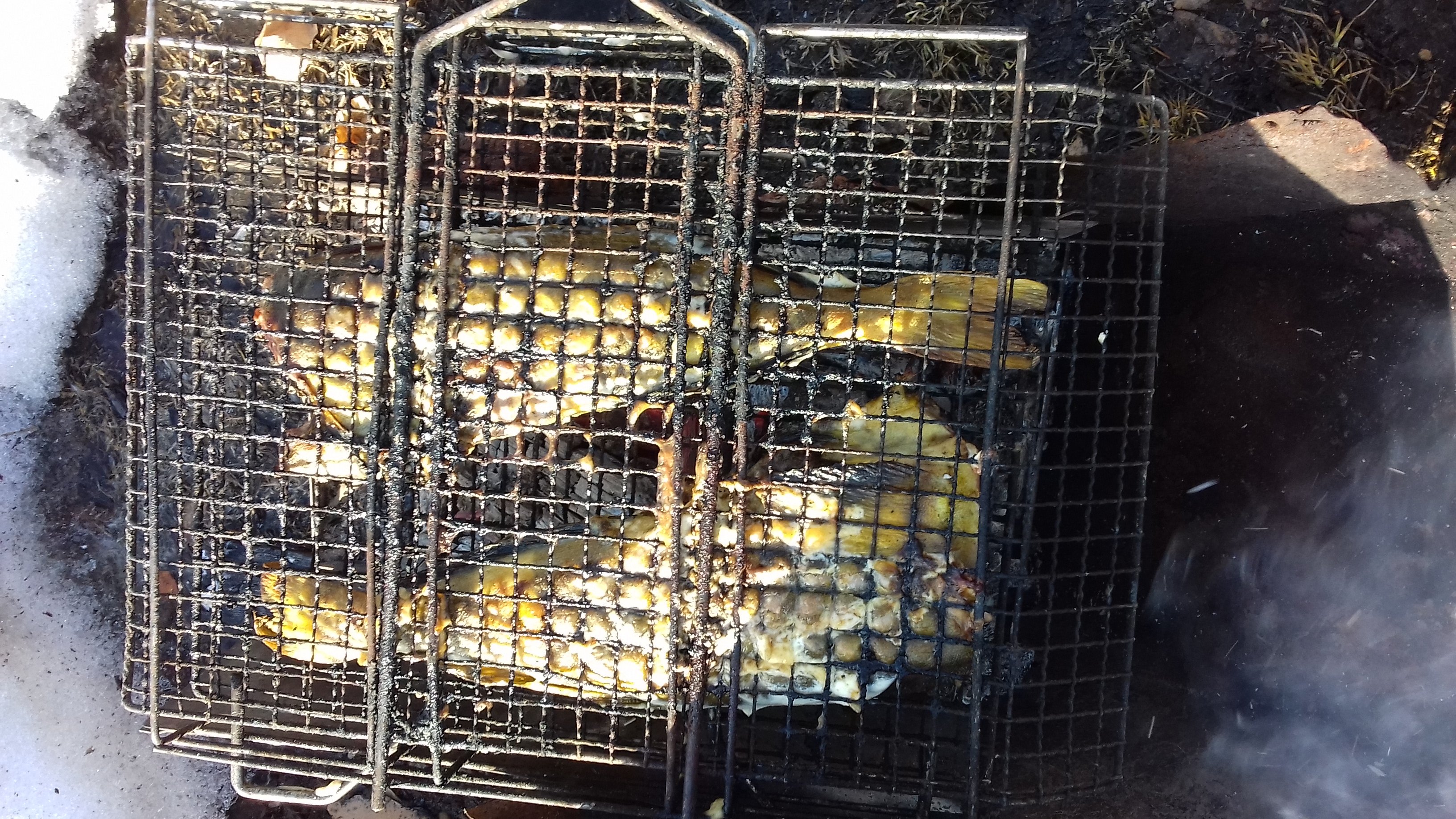 терпук субботний 