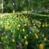Моё, Санкт-Петербург, город, хорошо, фестиваль тюльпанов Моё, Санкт-Петербург, город, хорошо, фестиваль тюльпанов