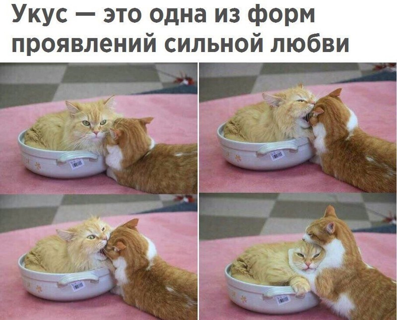 Укус