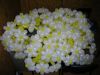ромашки