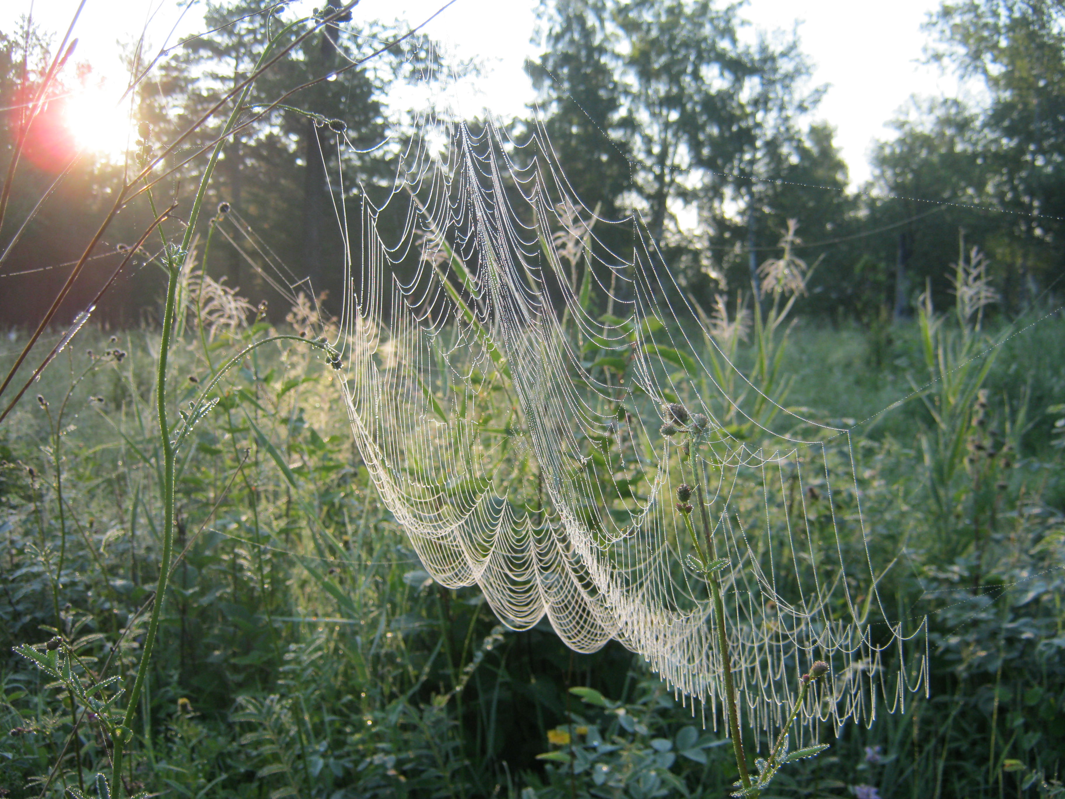 Паутина