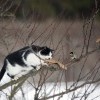 наглый котэ наглый котэ