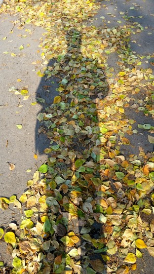 сирёгина тень осеннеасфальтолистная))))) сирёгина тень осеннеасфальтолистная)))))