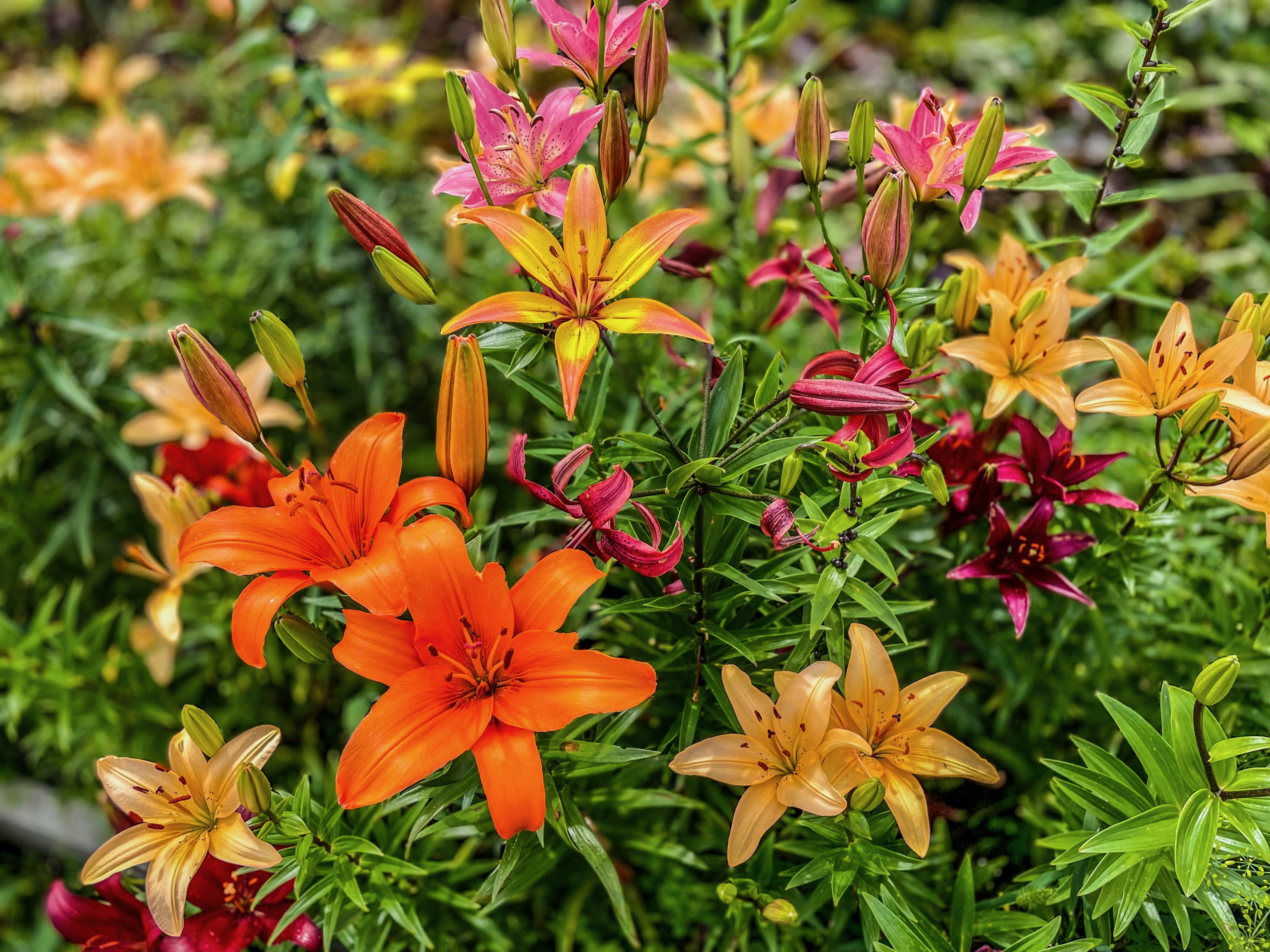 Лютеги-цведочги