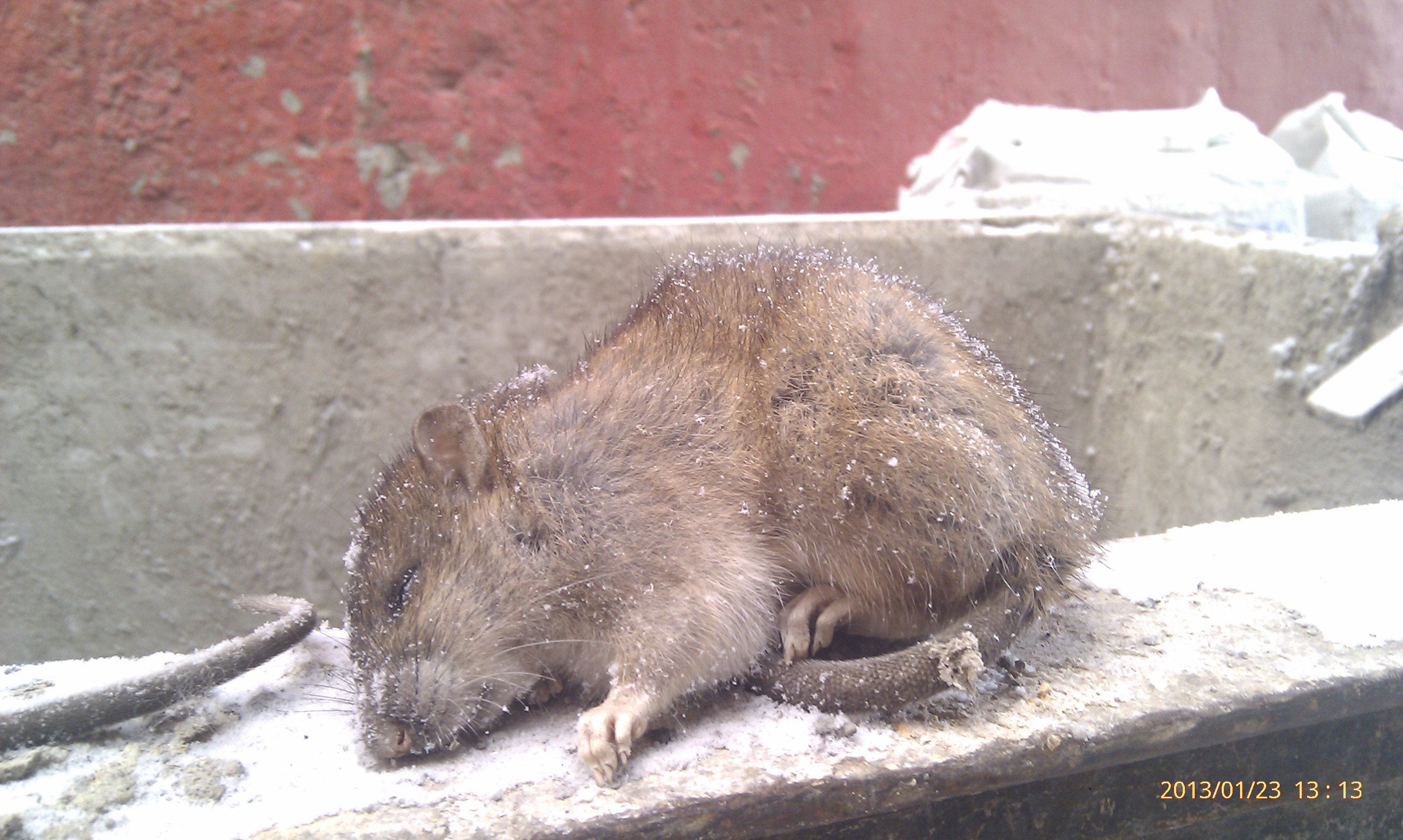 Крыса...уже дохлая.....