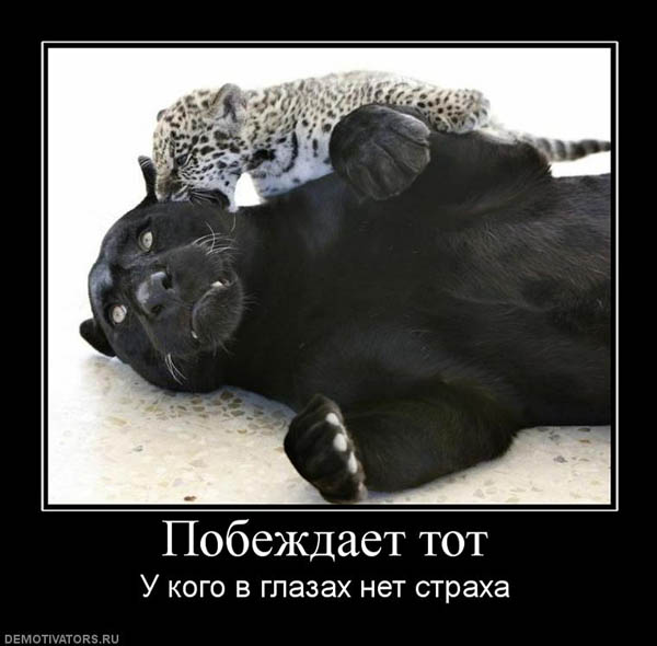 Победитель
