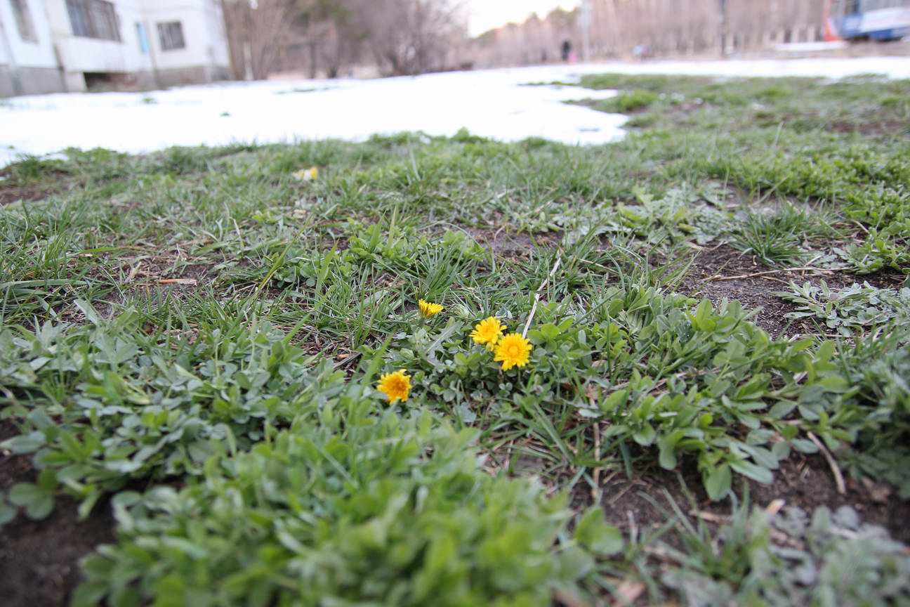 одуванчики в снегу