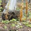 IMG 7021 IMG 7021