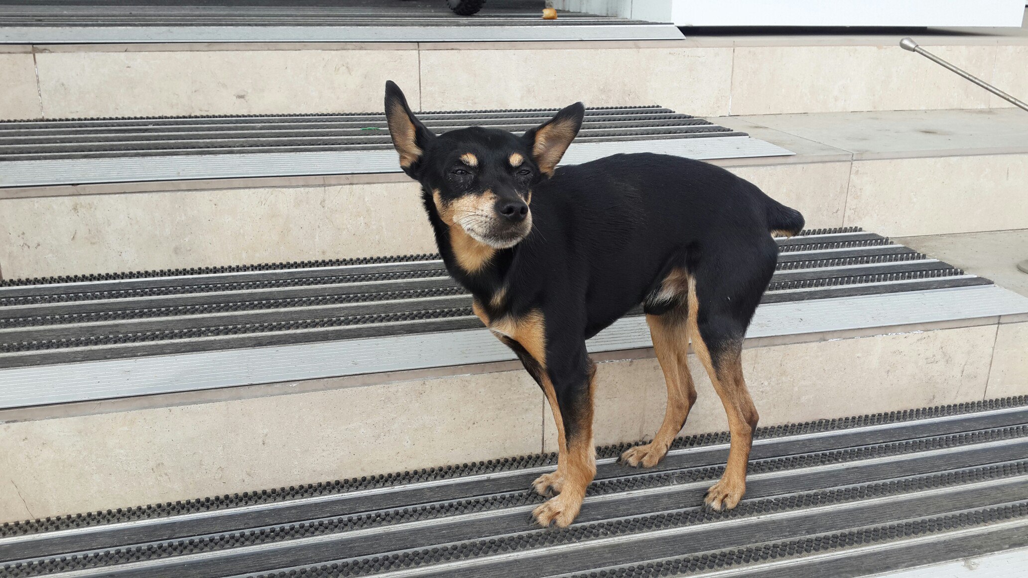 песик ждет хозяина