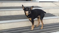 Песик ждет хозяина