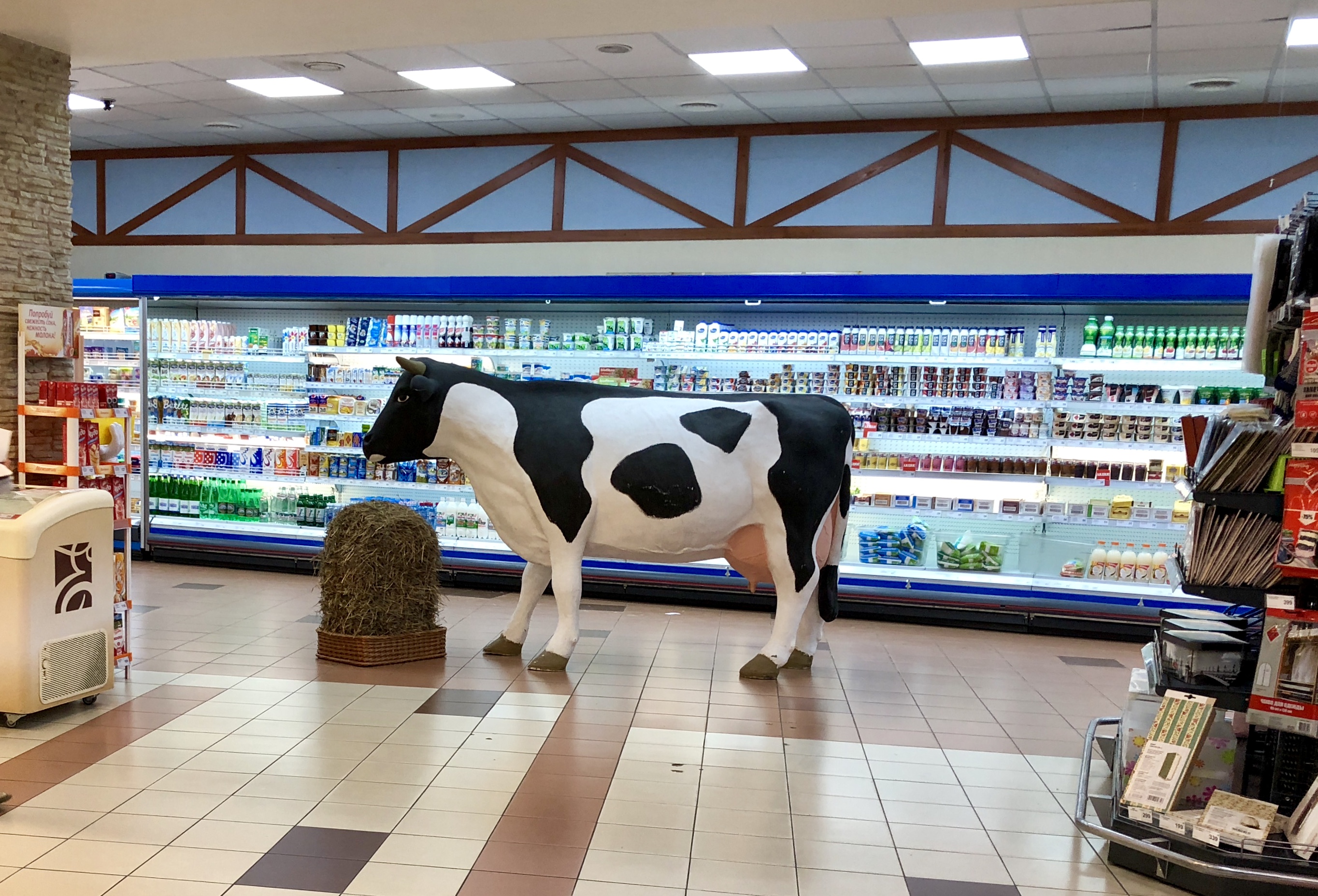 Вот корова...