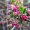 Сезон цветения Сакуры открыт