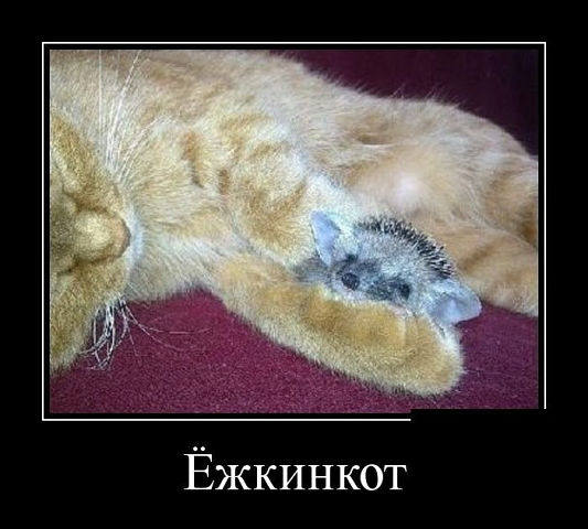 Ёжкинкот