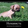 Ненависть