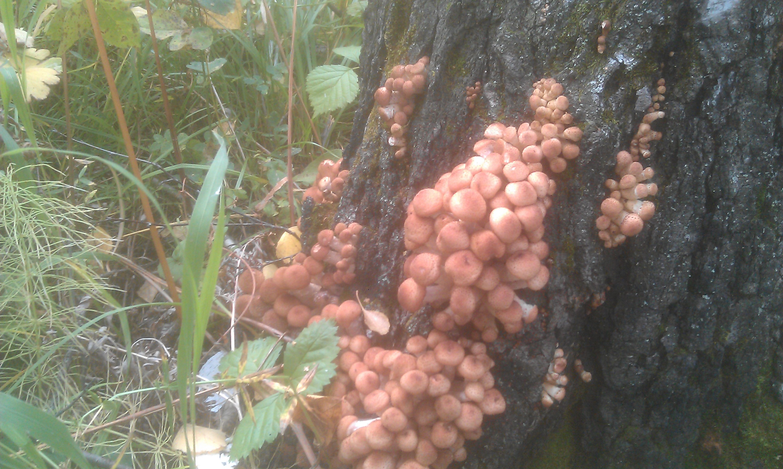 Таких бы пней побольше :)