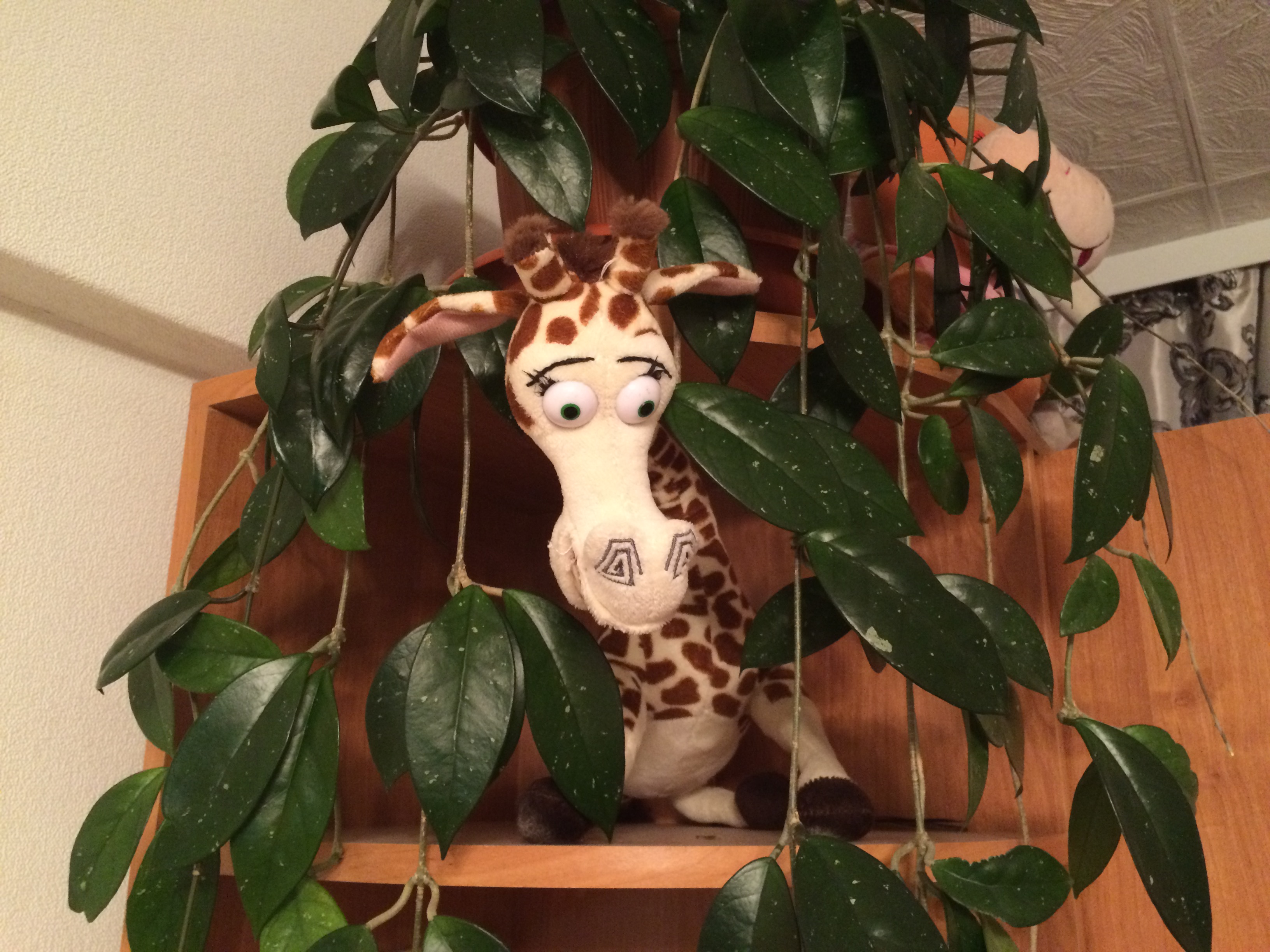 Далеко, на озере Чад Изысканный бродит жираф