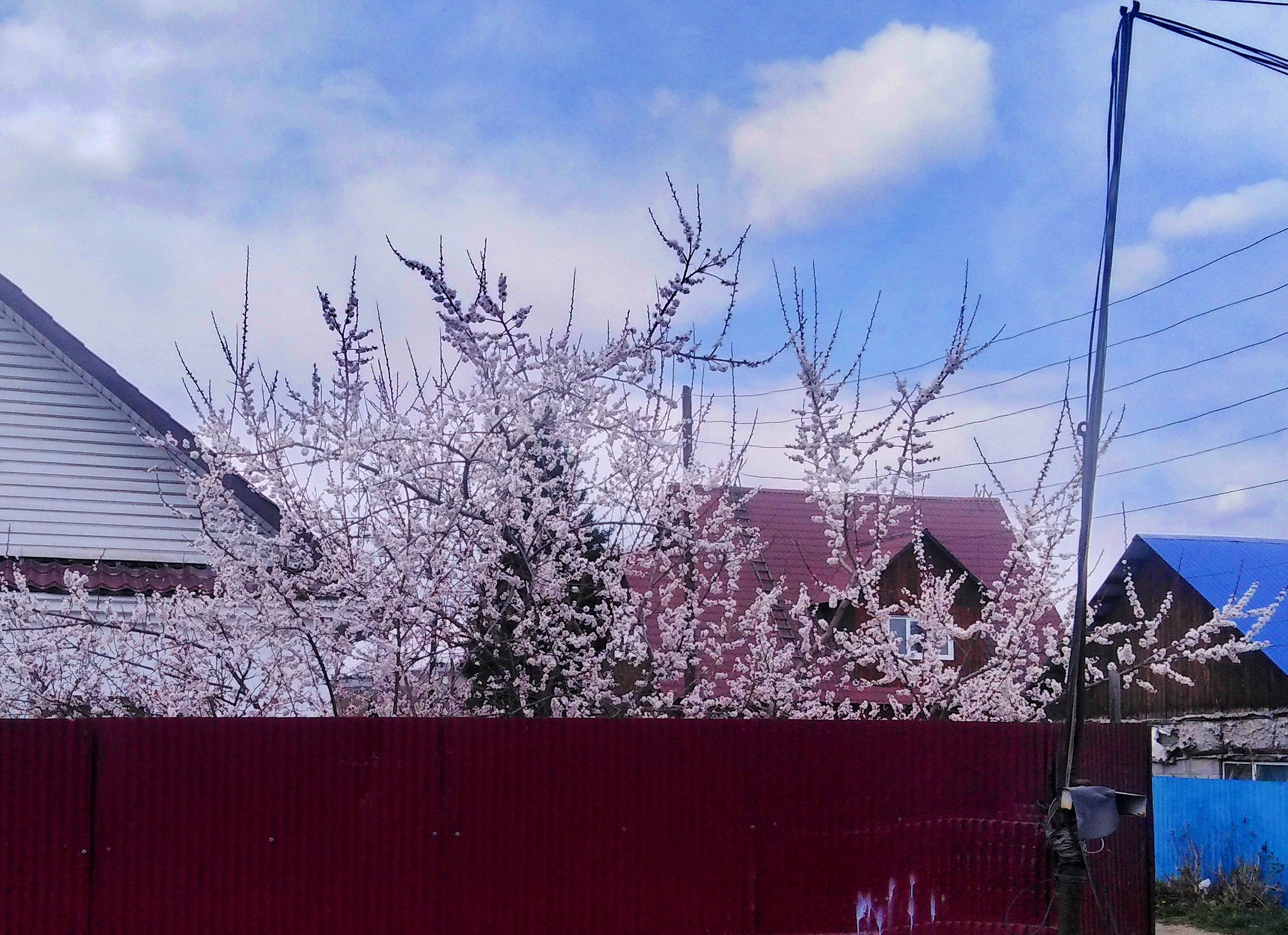 Что? Где? Когда это цвело ?