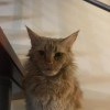 Демонический кот