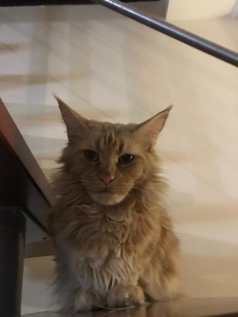 Демонический кот