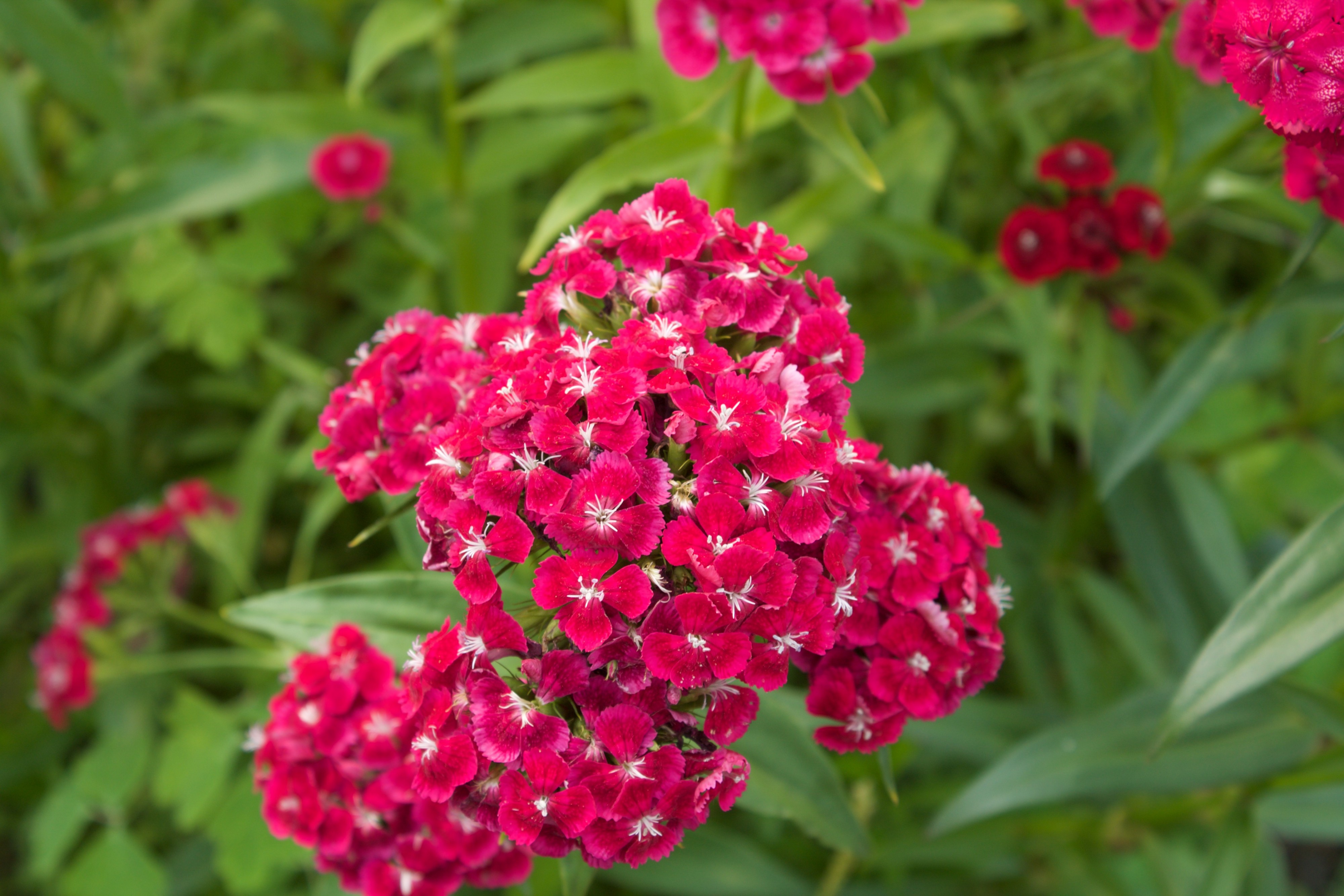 Красненькие цветочки