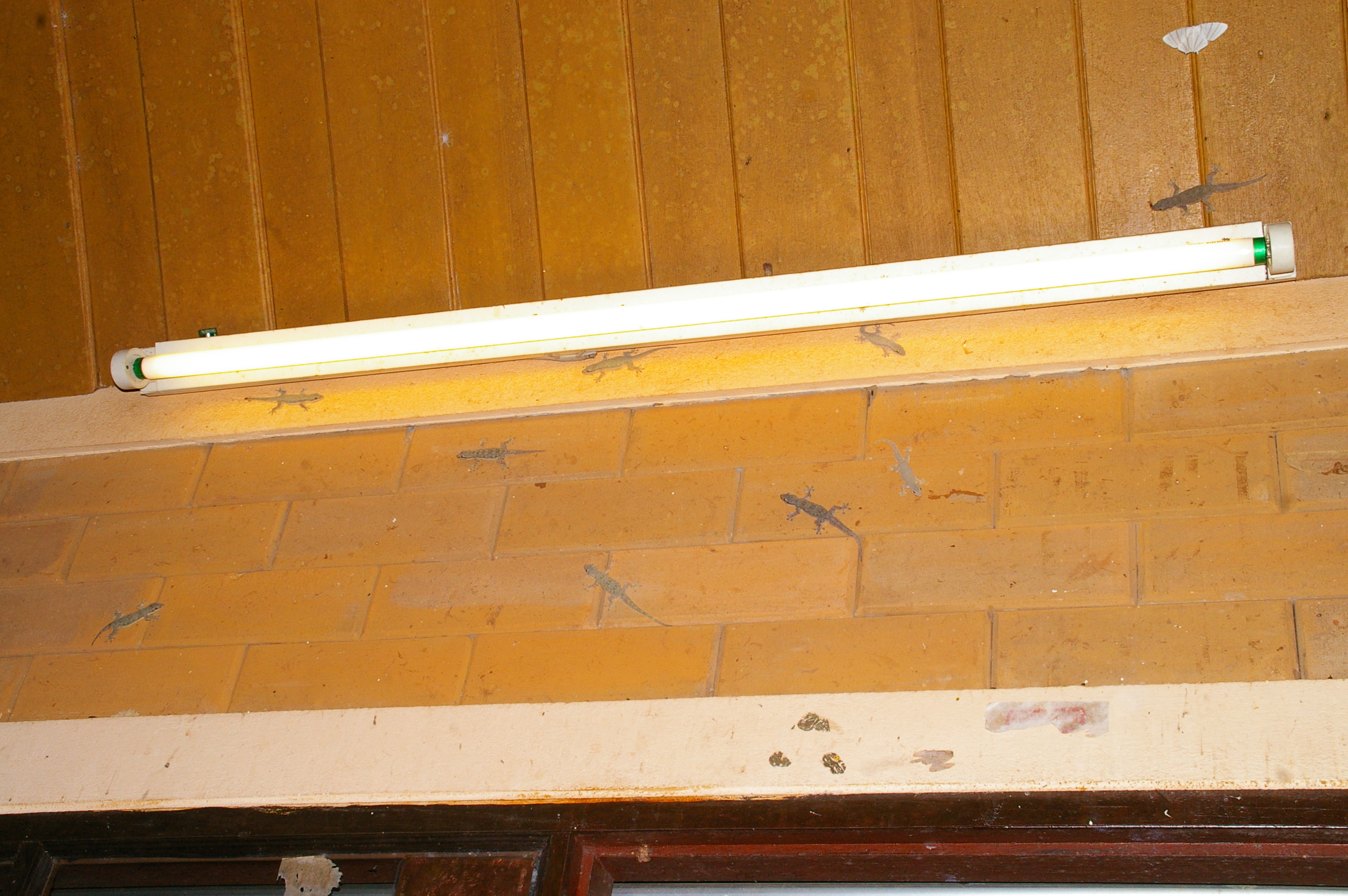 гекконов, говорите, мало?