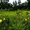 Ангарск - зеленый город Ангарск - зеленый город